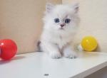 Scottish Straight Longhair female - Scottish Straight Kitten For Sale - Parkland, FL, US