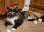 LionSpirit Daisy - Maine Coon Cat For Sale - UT, US