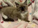Misty - Ragdoll Cat For Sale - 