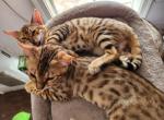 July 4th Stunning Bengal Kittens - Bengal Cat For Sale - VA, US