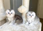 Scottish fold female kitten - Scottish Fold Kitten For Sale - Thornton, CO, US