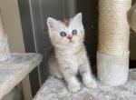 Scottish straight kitten - Scottish Straight Cat For Sale - Thornton, CO, US