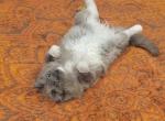 Baloo - Ragdoll Cat For Sale - Phoenix, AZ, US