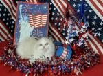 Roka - Ragdoll Cat For Sale - St. Louis, MO, US