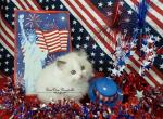 Males - Ragdoll Kitten For Sale - St. Louis, MO, US