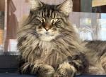 Cake - Maine Coon Cat For Sale/Retired Breeding - Marco Island, FL, US