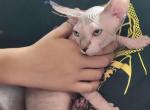 Perry - Sphynx Cat For Sale - Rockford, IL, US