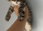 Alexandra - Siberian Cat For Sale - Commerce City, CO, US