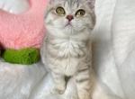 Daisy Grey tabby Scottish straight girl - Scottish Fold Cat For Sale - Athens, GA, US