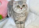 Iris Grey Marble Scottish Fold girl - Scottish Fold Cat For Sale - Athens, GA, US