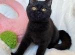 Dill Black Scottish straight boy - Scottish Straight Cat For Sale - Athens, GA, US