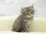 Dagon CFA certified - Siberian Cat For Sale - Ashburn, VA, US