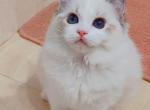 isabella - Ragdoll Cat For Sale - Los Angeles, CA, US