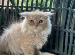 Scottish Kilt Female - Munchkin Kitten For Sale - Coshocton, OH, US