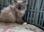 Ragamuffin - Ragamuffin Cat For Sale - Coshocton, OH, US