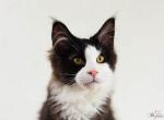 Oreo - Maine Coon Cat For Sale - Brooklyn, NY, US