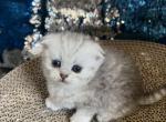 Milo - Scottish Fold Cat For Sale - Renton, WA, US