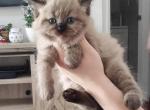 Hershey - Ragdoll Cat For Sale - Elizabeth, NJ, US