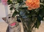 Elsa - British Shorthair Cat For Sale - Philadelphia, PA, US