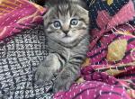 Scottish Fold Male - Scottish Fold Cat For Sale - Driftwood, TX, US