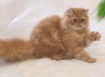 Meet Apple Cider CFA Grand Champion Line Persian - Persian Cat For Sale - Marietta, GA, US