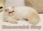 CFA Show Quality Romeo - Himalayan Cat For Sale - Marietta, GA, US