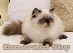 CFA Seal Point Himalayan - Himalayan Cat For Sale - Marietta, GA, US