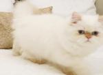 CFA Grand Champion Line Flame Lynx Point Himalayan - Himalayan Cat For Sale - Marietta, GA, US