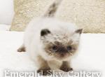 CFA Grand Champion Line Seal Point Himalayan Kitt - Himalayan Cat For Sale - Marietta, GA, US