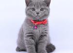 Rose - British Shorthair Cat For Sale - Brighton, CO, US