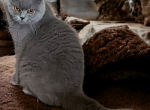 A - British Shorthair Cat For Sale - 
