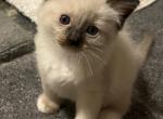 Blue collar boy - Ragdoll Cat For Sale - Chambersburg, PA, US