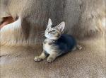 Sparky Abycoon male kitten - Abyssinian Cat For Sale - NY, US