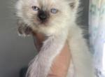 Seal point female - Ragdoll Kitten For Sale - Butler, PA, US