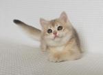 Adriana - British Shorthair Cat For Sale - New York, NY, US