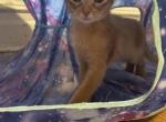 Chili - Abyssinian Cat For Sale - Brooklyn, NY, US