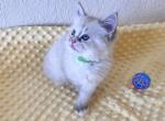 Ragdoll Male - Ragdoll Cat For Sale - Phoenix, AZ, US