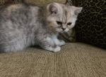 Toffee - Exotic Cat For Sale - Las Vegas, NV, US