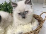 Sweetheart - British Shorthair Cat For Sale - Battle Ground, WA, US