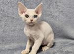 Adrian - Devon Rex Cat For Sale - Miami, FL, US