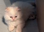 Playful Registered Flame Point Himalayan - Himalayan Cat For Sale - Perry, FL, US