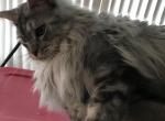Darcy blue silver boy - Maine Coon Cat For Sale - 