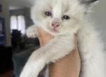 Tica seal mitted with a blaze male - Ragdoll Cat For Sale - Butler, PA, US