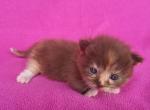 Tortie Munchkin doll girl - Munchkin Cat For Sale - Glendale, AZ, US