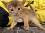 Bosco - Abyssinian Cat For Sale - Brooklyn, NY, US