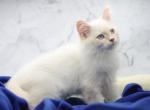 Yucca CFA certified - Siberian Cat For Sale - Ashburn, VA, US