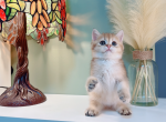 only - British Shorthair Cat For Sale - Staten Island, NY, US