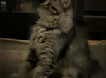 Callie - Maine Coon Cat For Sale - Kent, WA, US