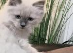 Fiona - Ragdoll Cat For Sale - Winchester, VA, US