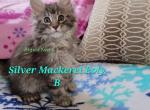 Asgard Koons polydactyl boy - Maine Coon Cat For Sale - Fort Worth, TX, US